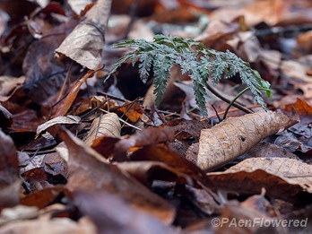 Highly dissected frond